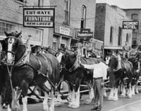 Budweiser Clydesdales in Johnson City